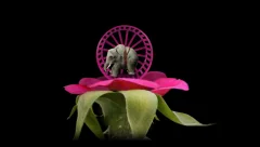 Mitoza - screenshot 3