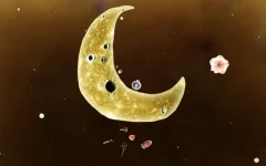 Botanicula - screenshot 1