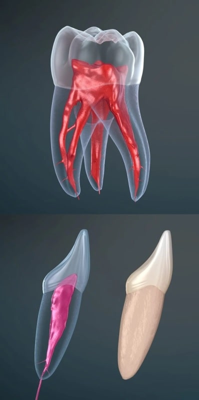 Dental 3D Illustrations APK - screenshot 1