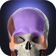 Anatomyka - app icon