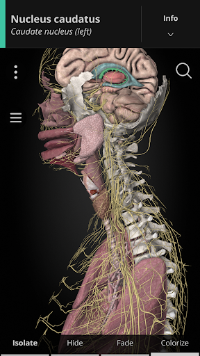 Anatomyka - screenshot 1