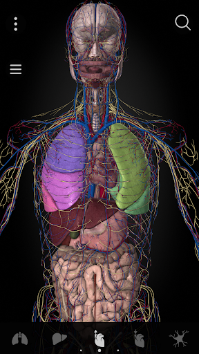 Anatomyka - screenshot 3