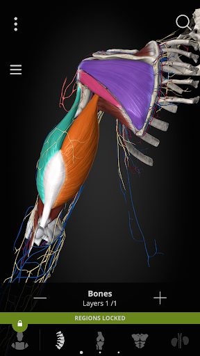 Anatomyka - screenshot 4