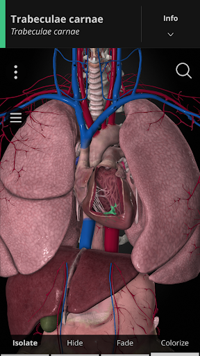 Anatomyka - screenshot 6