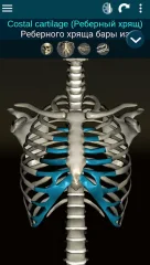 Osseous System in 3D - screenshot 1