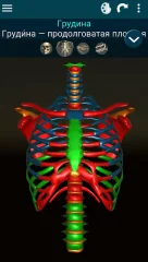 Osseous System in 3D - screenshot 4