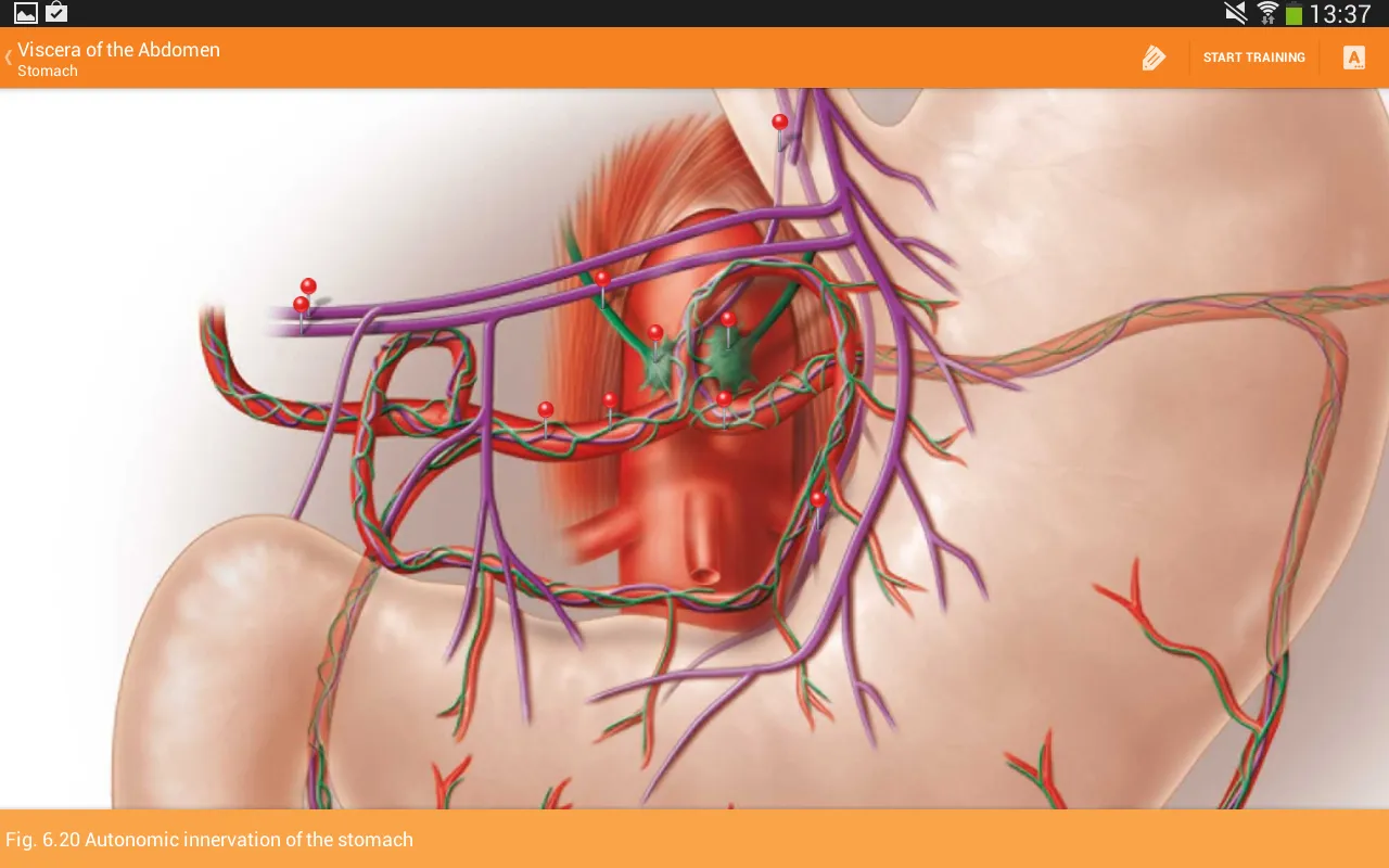 Sobotta Anatomy - screenshot 3