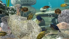 Fish Farm 3 - 3D Aquarium Simulator - screenshot 1