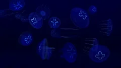 Fish Farm 3 - 3D Aquarium Simulator - screenshot 3