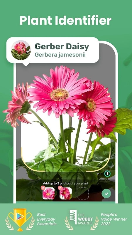 Blossom APK - screenshot 3