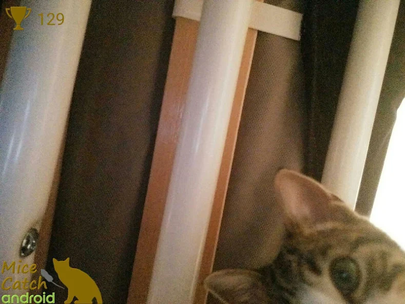 Mice Catch - Cat Game - screenshot 16