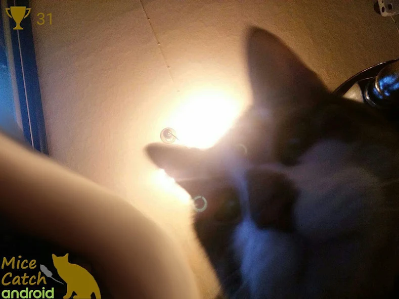 Mice Catch - Cat Game - screenshot 17