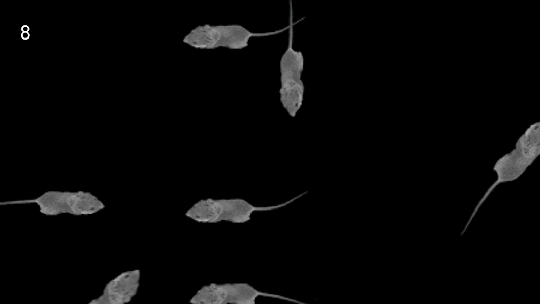 Mice Catch - Cat Game - screenshot 3