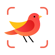 Picture Bird MOD APK icon