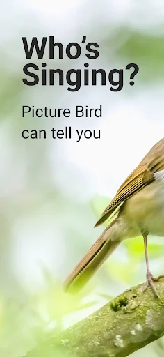 Picture Bird - screenshot 1