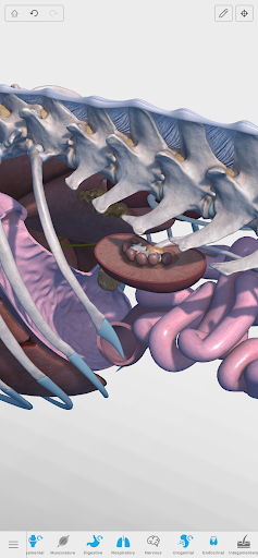 Complete Canine 3D - screenshot 3