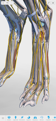 Complete Canine 3D - screenshot 5