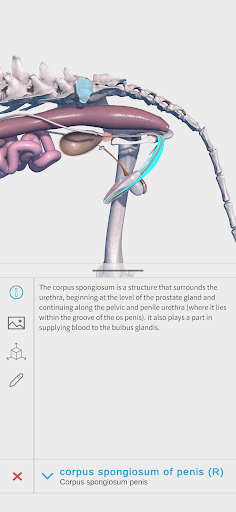 Complete Canine 3D - screenshot 6