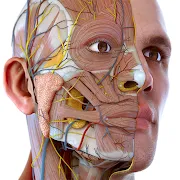 Visual Anatomy 3D - app icon