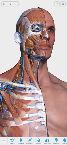 Visual Anatomy 3D - screenshot 1