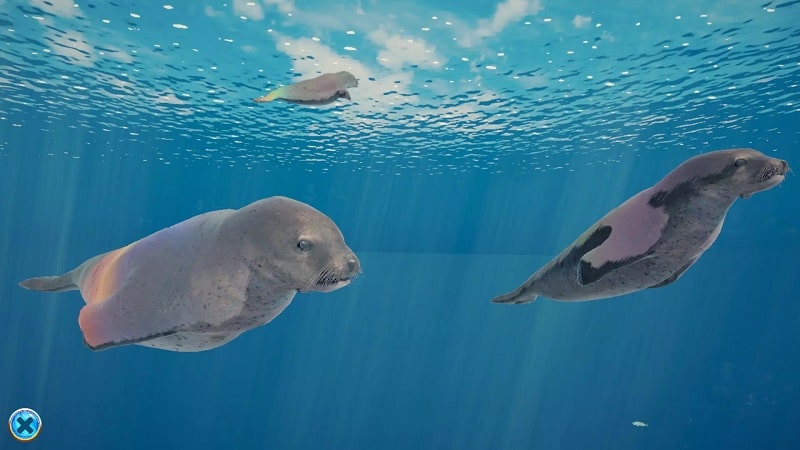 Seal Island - screenshot 3