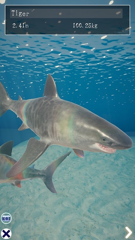 Shark Ocean APK - screenshot 3