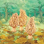 Morels MOD APK icon