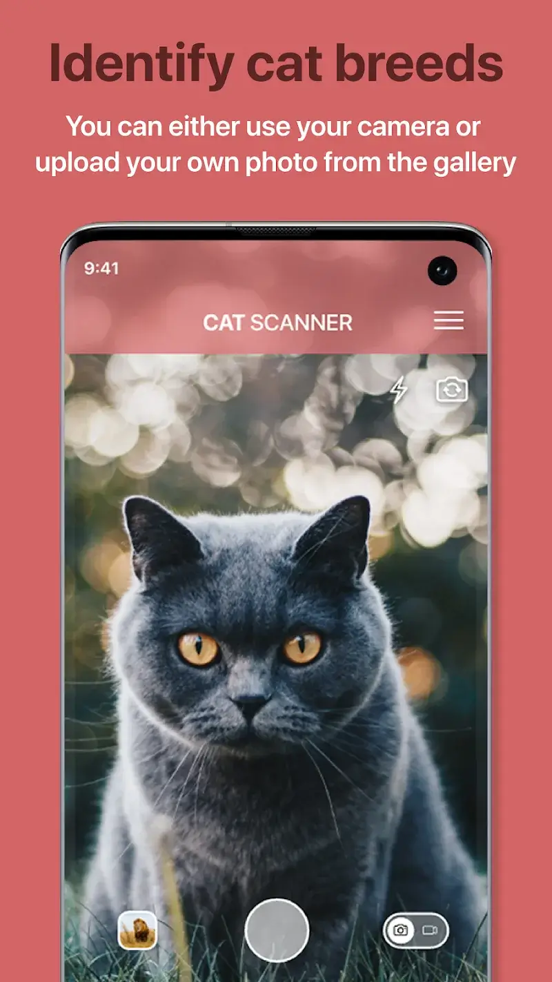 Cat Scanner - screenshot 1