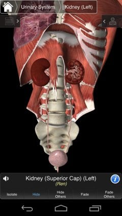 Essential Anatomy 3 - screenshot 3