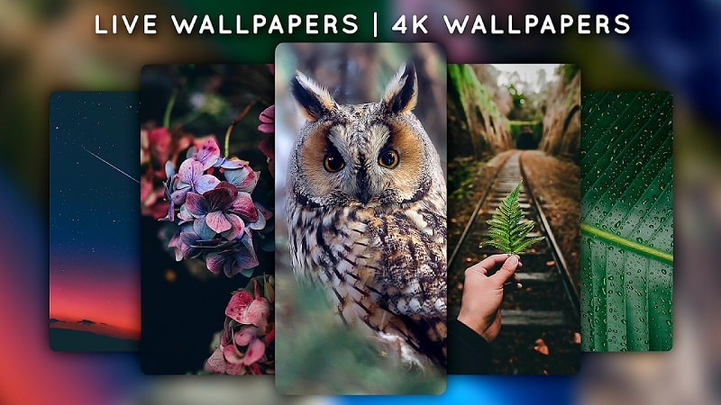 Live Wallpapers, 4K Wallpapers APK - app icon