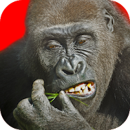 Flying Gorilla MOD APK icon